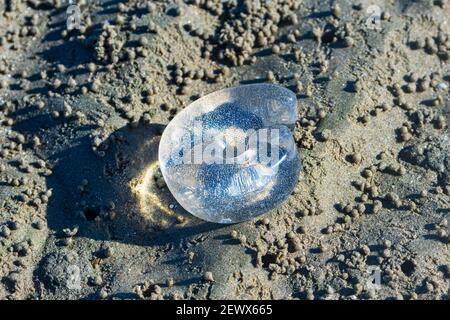 Ein durchsichtiger Jelly Sack im Sand am Strand enthält die Eier einer Mondschnecke, Beachmere, Queensland, QLD, Australien Stockfoto