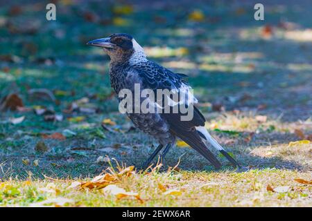 Unreife australische Elster (Cracticus tibicen oder Gymnorhina tibicen) am Boden, Burnett Heads, Queensland, QLD, Australien Stockfoto