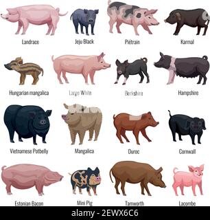 Pig Icons Set mit Mini-Schwein und Hampshire Rassen flach Isolierte Vektordarstellung Stock Vektor