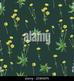 Nahtloses Muster mit gelben Wiesen-Butterblumen. Realistische botanische Illustration. Stockfoto