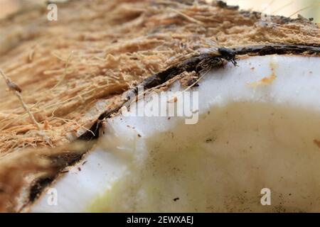 Insekt auf der Kokosnuss. Stockfoto