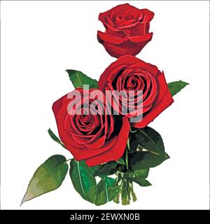 Das Geschenk ist ein Strauß aus drei roten Rosen. Blumen auf einem weißen quadratischen Hintergrund. Isolieren. Stock Vektor