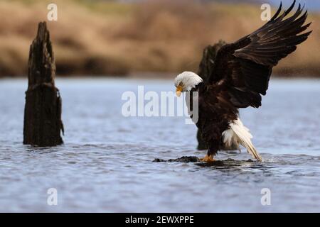 Ein Adler sitzt im Fluss mit seinen Flügeln in der Luft und versucht nach einem Bad auszutrocknen. Stockfoto