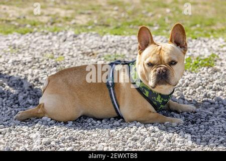 Junger Franzose männlich Ruhe im Schatten und Scannen der Umgebung. Stockfoto