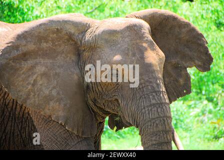 Ein Nahaufnahme-Porträt eines Elefanten im Hifadhi za Taifa Nationalpark an einem sonnigen Tag. Stockfoto