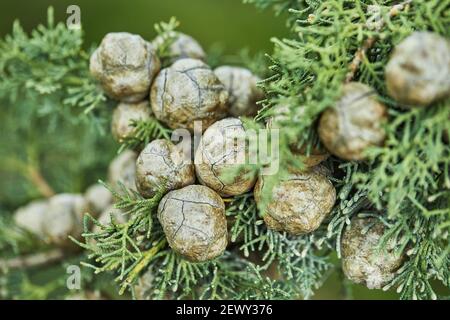 Junge blühende Zapfen auf Fichte im Wald im frühen Frühjahr, Nahaufnahme Stockfoto
