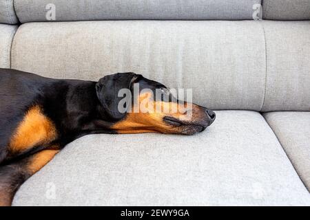 Dobermann Hund liegt auf grauer Couch Stockfoto