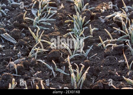 Weizenreihen auf schwarzem Boden sind mit Reif bedeckt. Frühmorgendlicher Frost zerstört Weizenfrüchte. Stockfoto