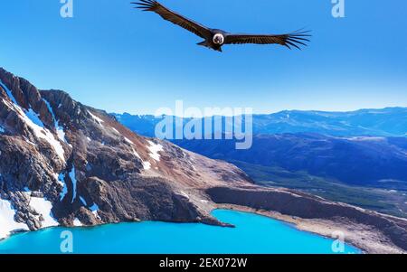 Andenkondor fliegt über Berge, Patagonien, Argentinien. Stockfoto
