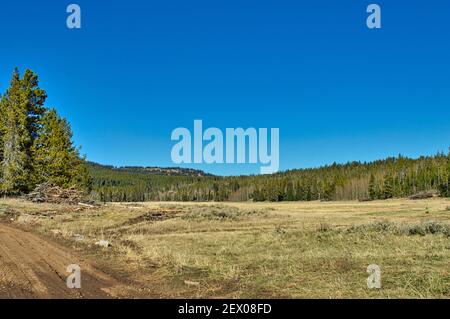 Eine malerische Aussicht auf ein weites Feld mit Wald und Hintergrund des klaren blauen Himmels Stockfoto