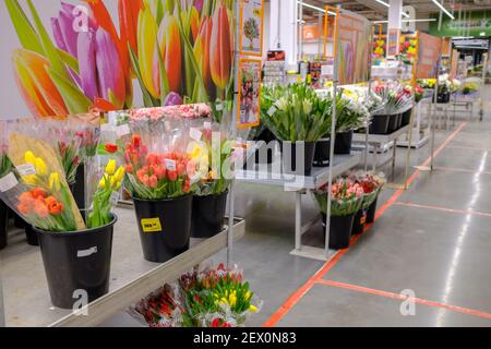 Moskau. Russland. 04. März 2021. Blumensträuße aus bunten Tulpen, verpackt in durchsichtiger Zellophanfolie, in Eimern. Selektiver Fokus. Frühlingsblumen für Stockfoto