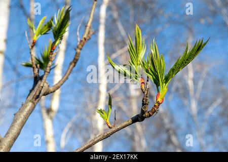 Nahaufnahme neue grüne frische Blätter wachsen von Knospen auf Baum Zweig am hellen Morgen Frühling gegen klaren blauen Himmel. Frühling Natur wach landschaftlich Stockfoto