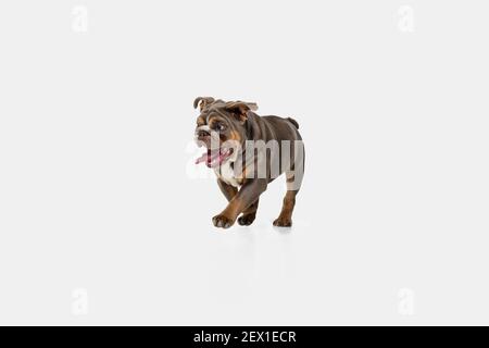 Porträt von lustigen Welpen von amerikanischen Bulldogge isoliert auf weißem Hintergrund. Stockfoto
