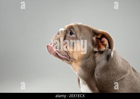 Nahaufnahme Porträt der amerikanischen Bulldogge isoliert auf grauem Hintergrund. Stockfoto