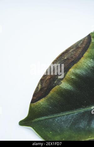 Eine Nahaufnahme einer kranken, trocknenden Ficus-Zimmerpflanze Blatt isoliert auf weißem Hintergrund Stockfoto