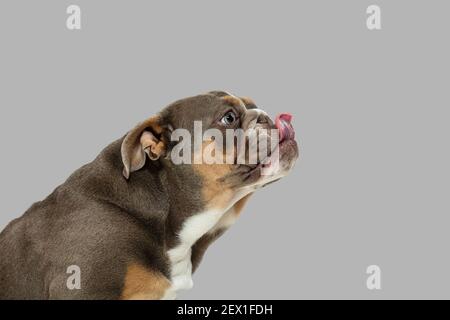Nahaufnahme Porträt der amerikanischen Bulldogge isoliert auf weißem Hintergrund. Stockfoto