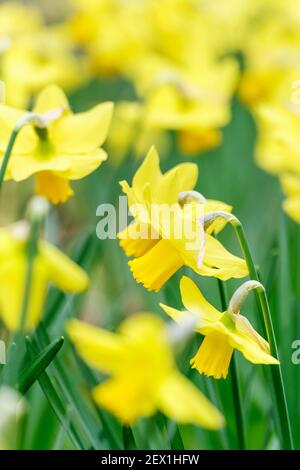 Narcissus 'Larkwhistle'. Daffodil 'Larkwhistle'. Leuchtend gelbe Narzissen im frühen Frühjahr. Stockfoto