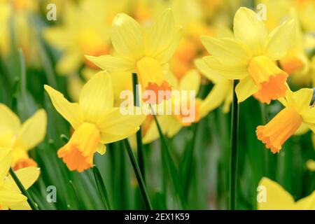 Daffodil „Jetfire“. Narcissus „Jet Fire“. Narcissus cyclamineus 'Jet Fire'. Cyclamineus Narzisse mit leuchtend orangen Trompeten. Stockfoto