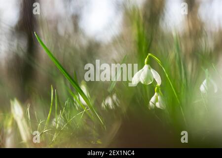 Schneeglöckchen Galanthus nivalis im Wald aus nächster Nähe. Makro-Fotografie von Schneeglöckchen unter gefallenen Blättern im Frühjahr. Zarte erste Blüten in hellen Sunli Stockfoto