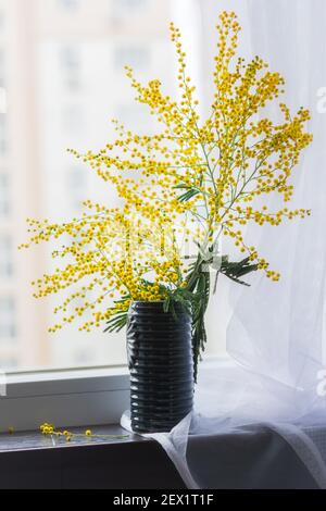 Mimosa in einer Vase am Fenster. Gelb duftende Frühlingsblumen blühten vor dem Hintergrund des Fensters mit weißem Tüll. Eine schöne Komposition Stockfoto