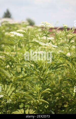 Eine vertikale Aufnahme von wild giftigen Hemlock wächst in einem Ein Stockfoto