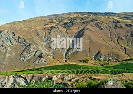 Weingut, Gibbston Valley, Central Otago, Südinsel, Neuseeland Stockfoto