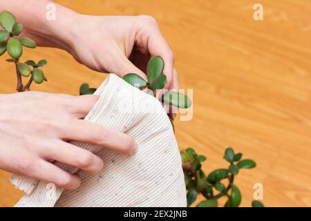 Eine Frau kümmert sich um eine Baumpflanze, die die Blätter vom Staub abwischt. Stockfoto