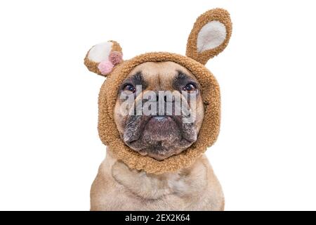 Kopf der Fawn Französisch Bulldogge Hund trägt Osterhase Kostüm Ohren Kopfband isoliert auf weißem Hintergrund Stockfoto