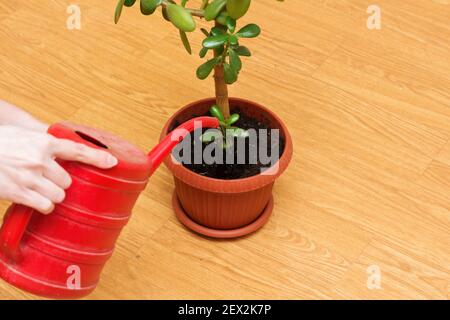 Eine Frau gießt Wasser aus einer Gießkanne auf eine Jadepflanze. Stockfoto