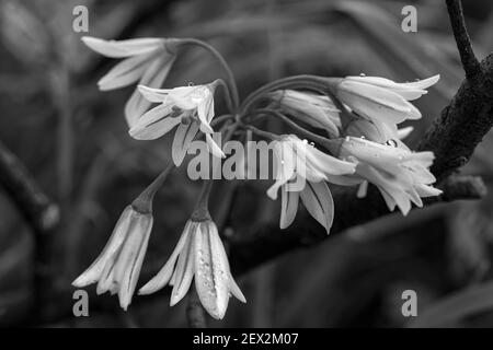 Allium triquetrum. Gemeinsame Pflanze im Mittelmeer-Becken gefunden. Grafische Verarbeitung in Schwarzweiß. Stockfoto