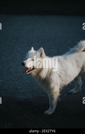 Eine vertikale Aufnahme eines weißen Samoyed Hundes Stockfoto