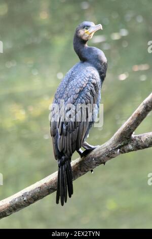 Kormoran Stockfoto