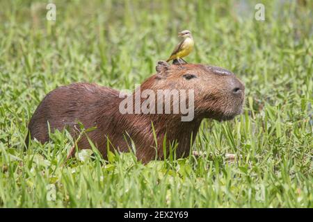 Eine Capybara geht durch das Gras und isst mit einem Vogel auf dem Kopf im Pantanal in Brasilien, Südamerika Stockfoto