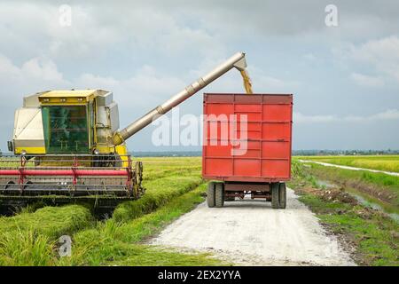 Paddy Ernte fallen auf LKW nach der Ernte, um zur Reismühle transportiert werden. Stockfoto