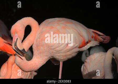 Rosaflamingo Stockfoto