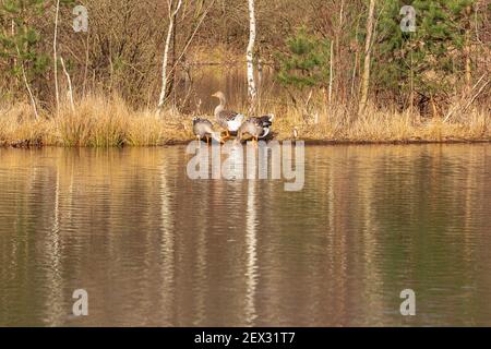 Drei Graugänse waten am Ufer eines kleinen see in der Nähe von Lommel Stockfoto