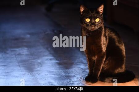 Eine schöne schwarze Katze in der Wohnung sitzt. Stockfoto
