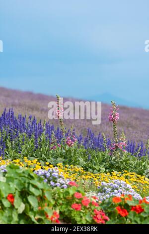 Reihen blühender Blumen mit Lavendelfeld und einem Berg im Hintergrund. Stockfoto