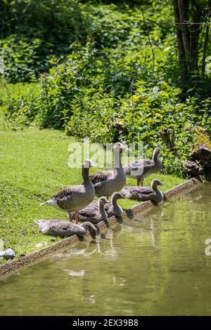 Graugans (Anser) Familie Trinken an einem Bach, Deutschland Stockfoto