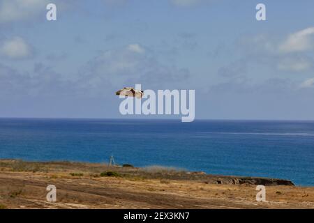 Möwe fliegt über die Meeresklippen des Camp Pendleton Marinestaals In Südkalifornien mit Horizont Stockfoto