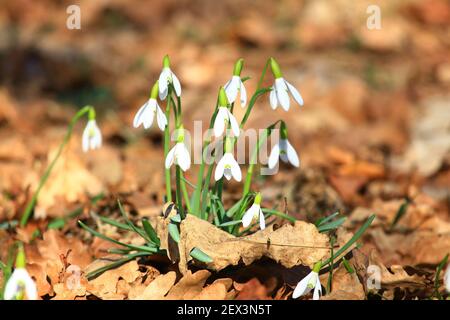 Schneeglöckchen Blumen, sonniger Frühlingstag im Wald Stockfoto