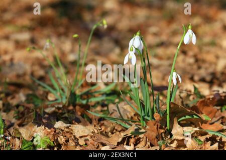Schneeglöckchen Blumen, sonniger Frühlingstag im Wald Stockfoto