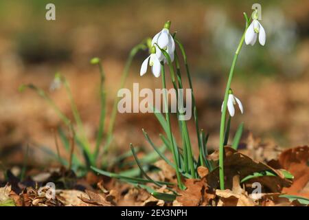 Schneeglöckchen Blumen, sonniger Frühlingstag im Wald Stockfoto