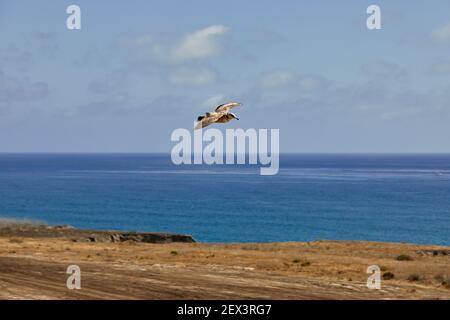 Möwe fliegt über die Meeresklippen des Camp Pendleton Marinestaals In Südkalifornien mit Horizont Stockfoto