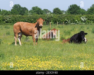 Eine gemischte Herde Kühe ruht in einem Sommer-Paddock. Stockfoto