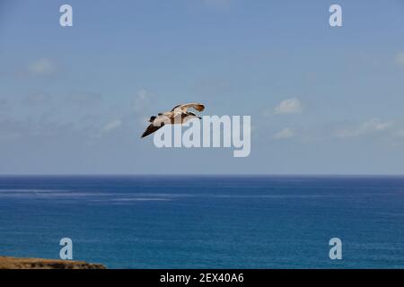 Möwe fliegt über die Meeresklippen des Camp Pendleton Marinestaals In Südkalifornien mit Horizont Stockfoto