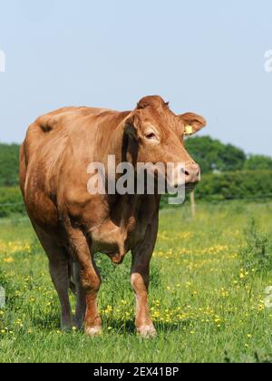 Eine seltene Rasse Kuh steht auf einer Sommerwiese. Stockfoto