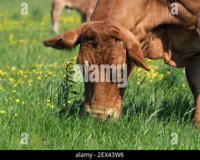 Eine seltene Rasse Kuh steht auf einer Sommerwiese. Stockfoto