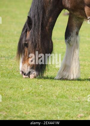 Eine Nahaufnahme eines Shire Pferdes, das kurzes Sommergras weidet. Stockfoto