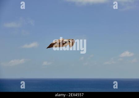 Möwe fliegt über die Meeresklippen des Camp Pendleton Marinestaals In Südkalifornien mit Horizont Stockfoto